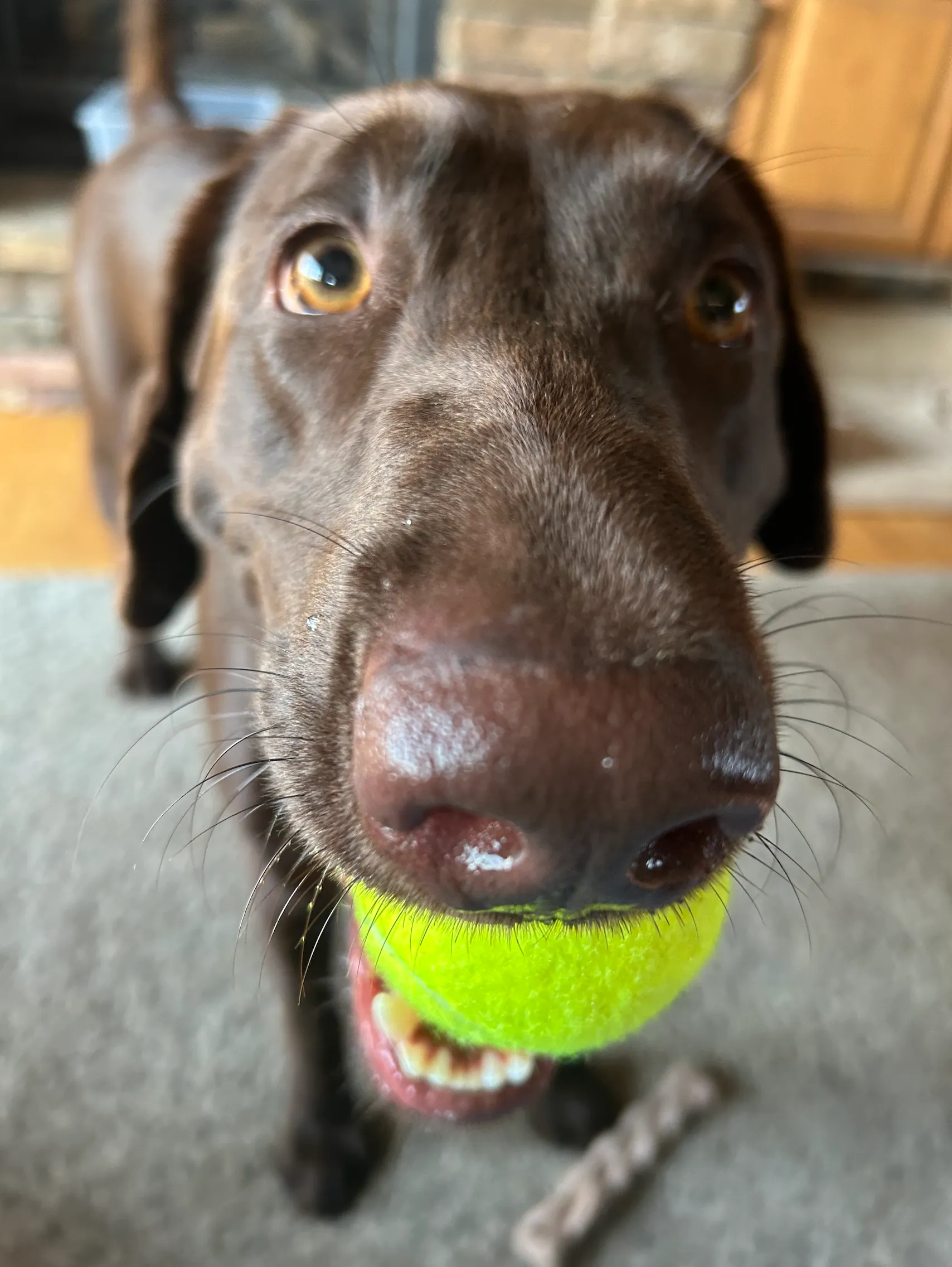 Mocha