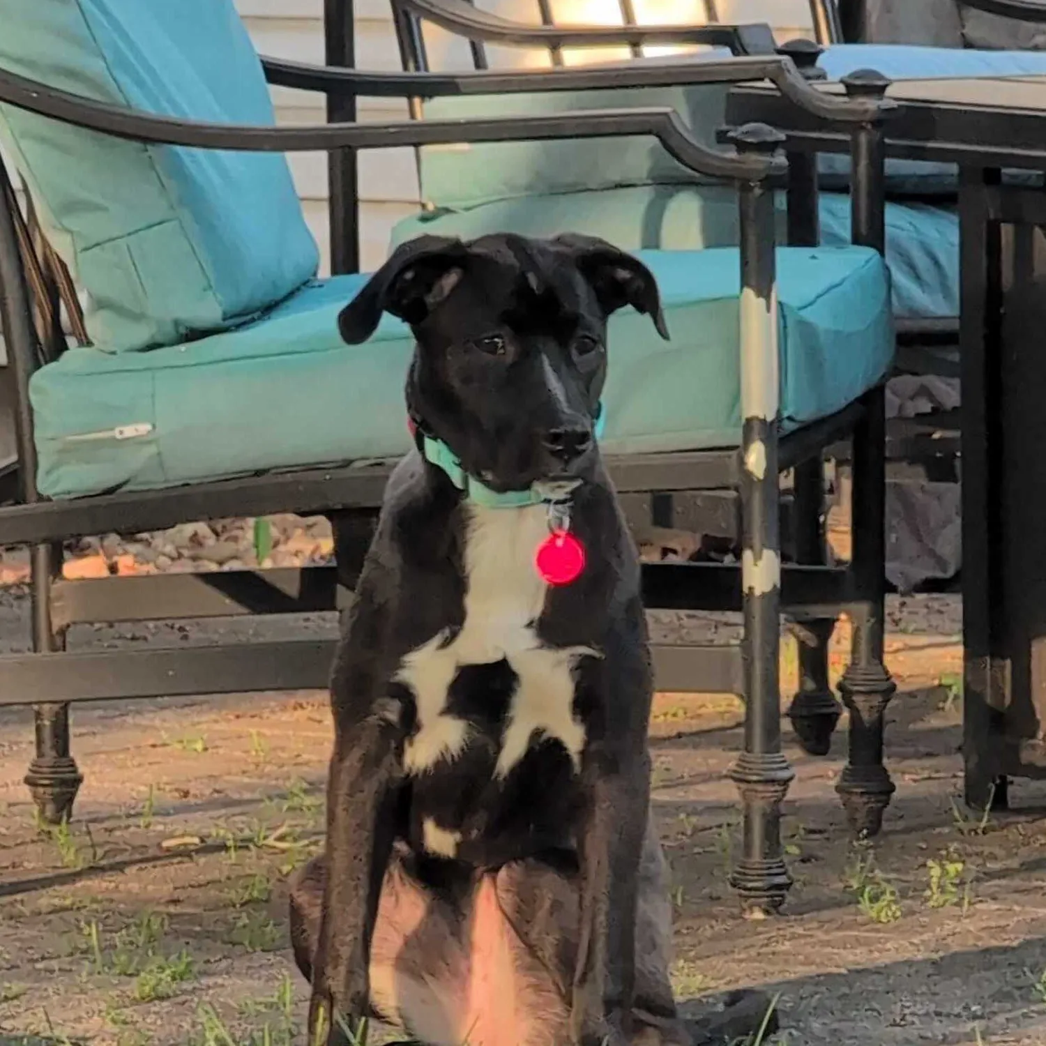 Piper